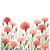 Carnation