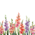 Gladiolus