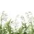 Lily Of the Valley