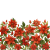Poinsettia