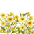 Primrose