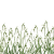 Snowdrop