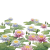 Water Lily