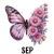 17 September Aster