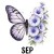18 September Morning Glory