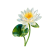 Jul - Water lily
