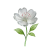 May - Hawthorn