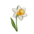 Dec - Narcissus