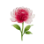 Nov - Peony