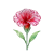 Jan - Carnation