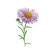 Sep - Aster