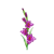 Aug - Gladiolus