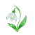 Jan - Snowdrop