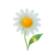 Apr - Daisy