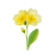 Feb - Primrose