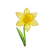 Mar - Daffodil