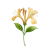 Jun - Honeysuckle